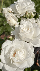 bouquet of white roses