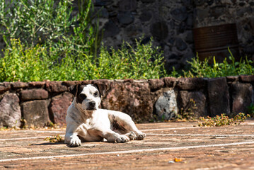 perro, animal, mascota, cachorro, blanco, terrier, canino, cuca, mamífero, retrato, gata, aislada, miniatura, domestica, café, engendrar, sentada, russell, estudio, purasangre, toro, mirada