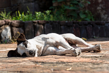 perro, animal, mascota, cachorro, blanco, terrier, canino, cuca, mamífero, retrato, gata, aislada, miniatura, domestica, café, engendrar, sentada, russell, estudio, purasangre, toro, mirada
