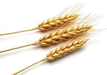 Golden wheat stalks against a pristine white backdrop offer a scene of natural beauty, evoking themes of harvest and the earth.