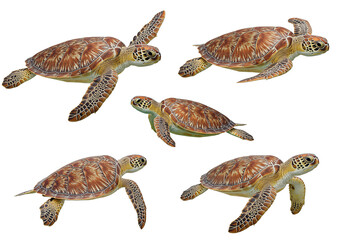 A collection of sea turtles in motion against a clean white backdrop, perfect for ocean life or conservation awareness themes.