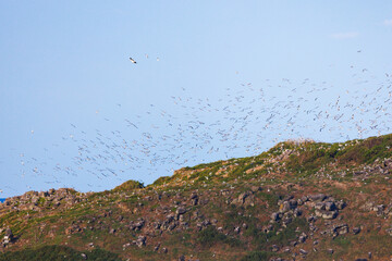 Scenic views of a eagle attacking bird nests on Cook Island nature reserve near Fingal Head, New...