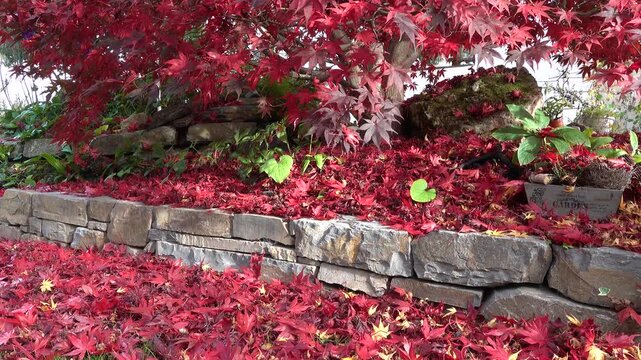 buntes Herbstlaub im Garten