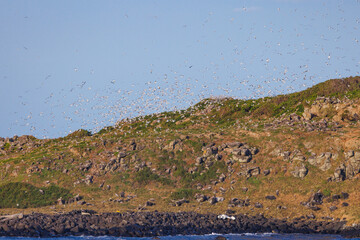 Scenic views of a eagle attacking bird nests on Cook Island nature reserve near Fingal Head, New South Wales, Australia
