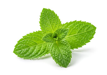 Fresh and Vibrant Sprig of Mint with Detailed Veins on a Clean White Background for Culinary and Wellness Concepts