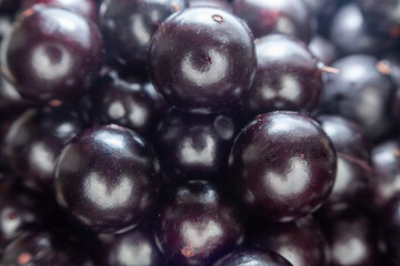 Pile of Fresh and Shiny Jabuticabas in Close-Up