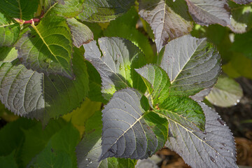 水滴のついた緑の葉