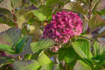 色づいた紫陽花