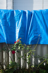 庭と青いテント