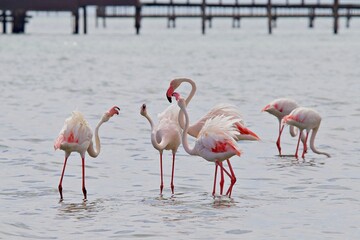 Gruppe von Flamingos im Wasser