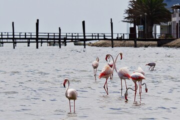 Gruppe von Flamingos im Wasser