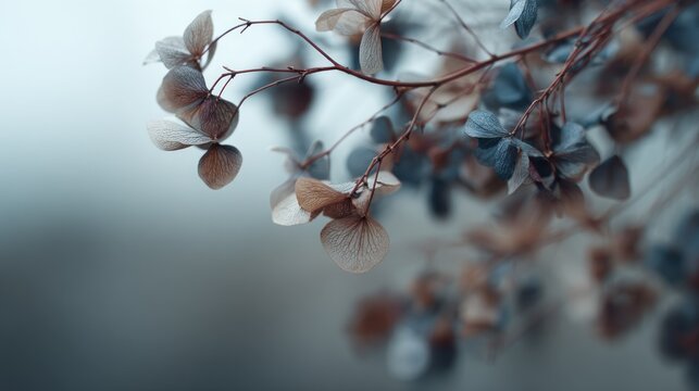 Serene display of faded hydrangea flowers with desaturated calming colors