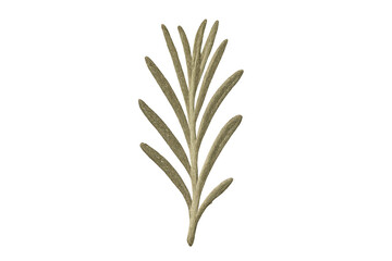Rosemary herb dried sprig on transparent background