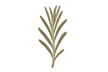 Rosemary herb dried sprig on transparent background