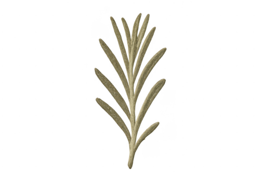 Rosemary herb dried sprig on transparent background - Powered by Adobe