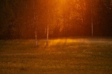 Colourful autumn landscape in the forest during sunset