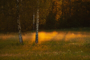 Colourful autumn landscape in the forest during sunset