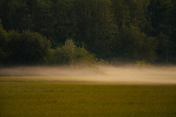 Colourful autumn landscape in the forest during sunset