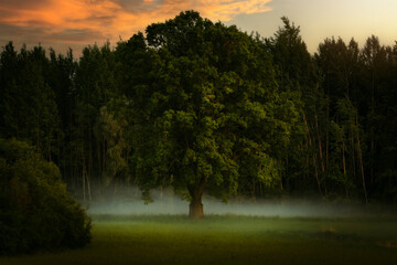 Colourful autumn landscape in the forest during sunset