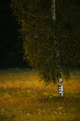 Colourful autumn landscape in the forest during sunset