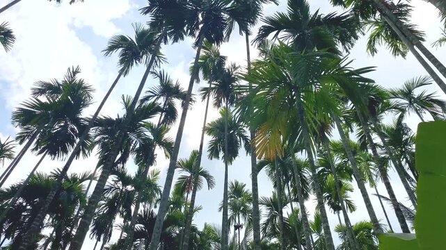 Bottom-up view of the wind blowing the areca palm trees.