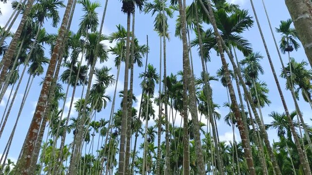 The wind blows the areca palm trees.