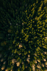 Aerial capture of a colourful autumn landscape in the forest during sunset