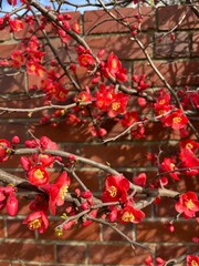 red berries in autumn