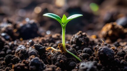 New life begins as a tiny green plant sprouts from the earth.