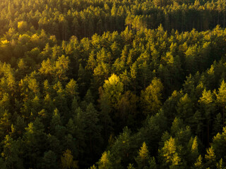 Aerial capture of a colourful autumn landscape in the forest during sunset