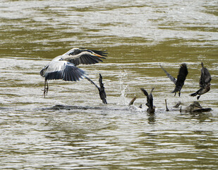 Grey heron catches fish in the river 