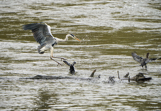 Grey heron catches fish in the river 