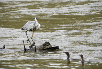 Grey heron catches fish in the river 