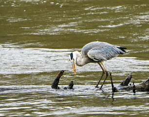 Grey heron catches fish in the river 