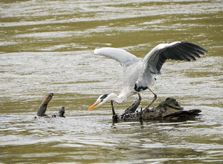 Grey heron catches fish in the river 