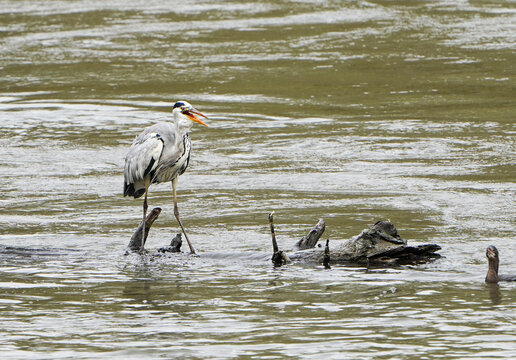 Grey heron catches fish in the river 