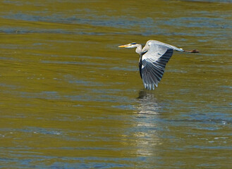 Grey heron flies over the river
