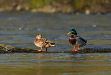 Wild ducks in the water