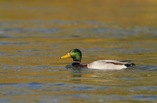 Wild ducks in the water