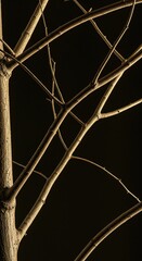 Intricate network of tree branches forming strong, interconnected structural patterns, showcasing nature's inherent engineering principles ,system ,ecosystem ,growth