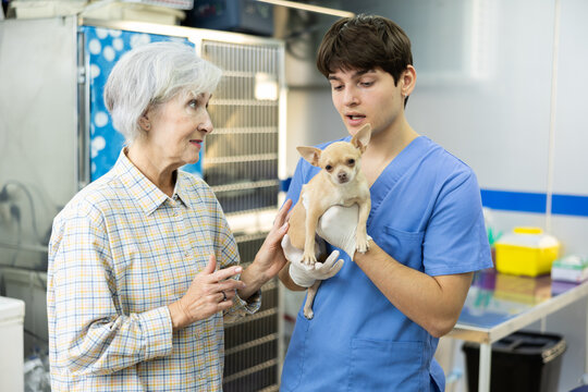 Friendly young veterinarian consulting elderly female chihuahua owner at veterinary clinic, talking about importance of regular check-ups and attentive care for small spirited canine companion..