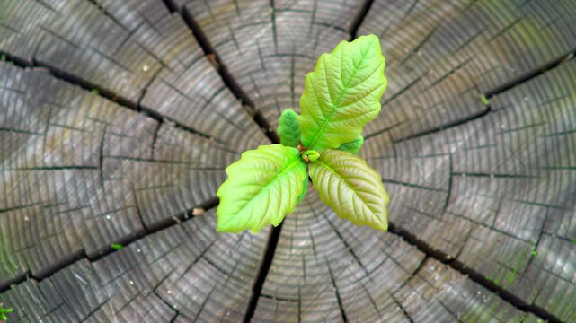 Close up top view of a vivid green sapling emerging from a weathered tree stump, highlighting new life and natural growth in a detailed outdoor setting.