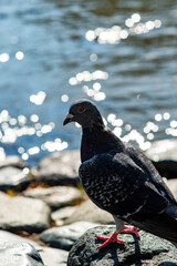 鎌倉251027　鶴岡八幡宮1　源氏池の鳩