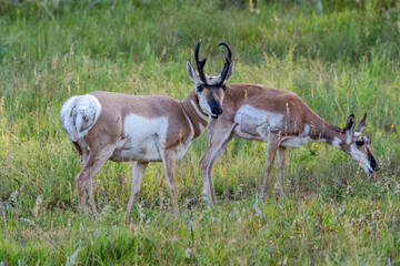Pronghorn Buck and Doe
Custer State Park
South Dakota
