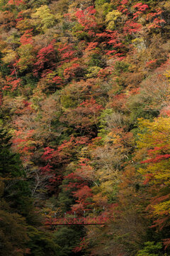 紅葉のべふ峡（別府峡谷の赤い吊橋）