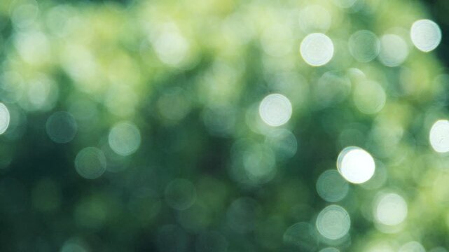 キラキラ光り輝く雨水に濡れた森林の木々　さわやかな森の木の葉新緑の光の丸ボケ　自然・季節のの背景　アウトドア・太陽の日差し・洗濯のイメージ