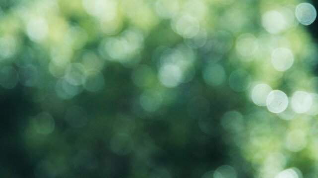 キラキラ光り輝く雨水に濡れた森林の木々　さわやかな森の木の葉新緑の光の丸ボケ　自然・季節のの背景　アウトドア・太陽の日差し・洗濯のイメージ