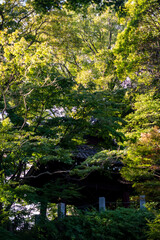 鎌倉251027　妙本寺2　鐘楼