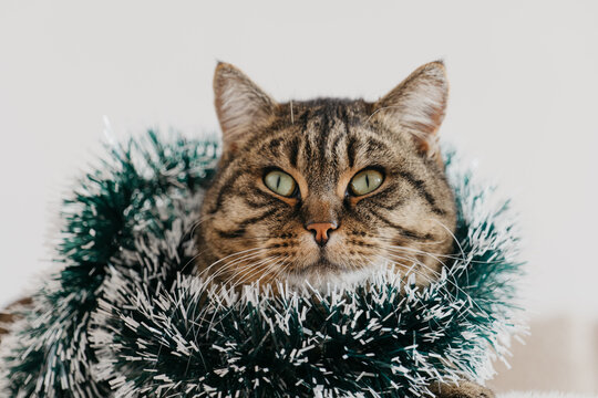  Christmas portrait of a cat.Close-up of Tabby Cat with Christmas Tinsel.Striped Cat with Green Tinsel Garland. Funny striped cat in green tinsel boring holidays symbol. 