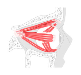 Ocular muscles anatomy chart, superior rectus, inferior rectus, medial rectus, lateral rectus, superior oblique, inferior oblique, eye movement, medical education, science illustration